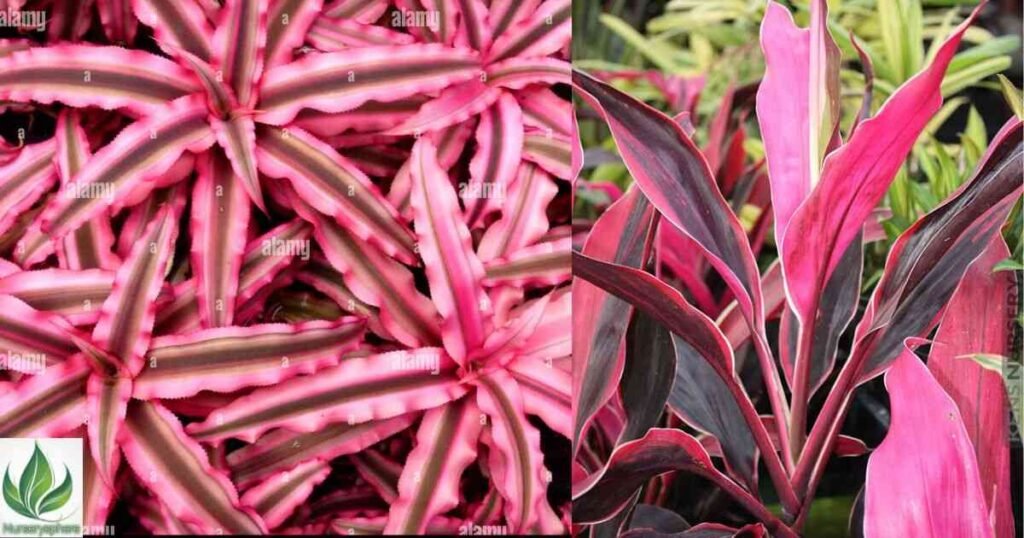 What Are Pink Tropical Plants?