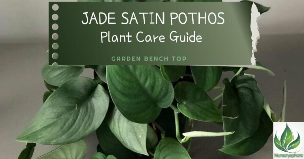 What Is a Jade Satin Pothos?