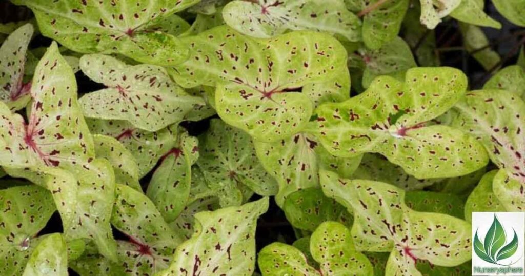 What Is a Miss Muffet Caladium? Discover Its Unique Charm