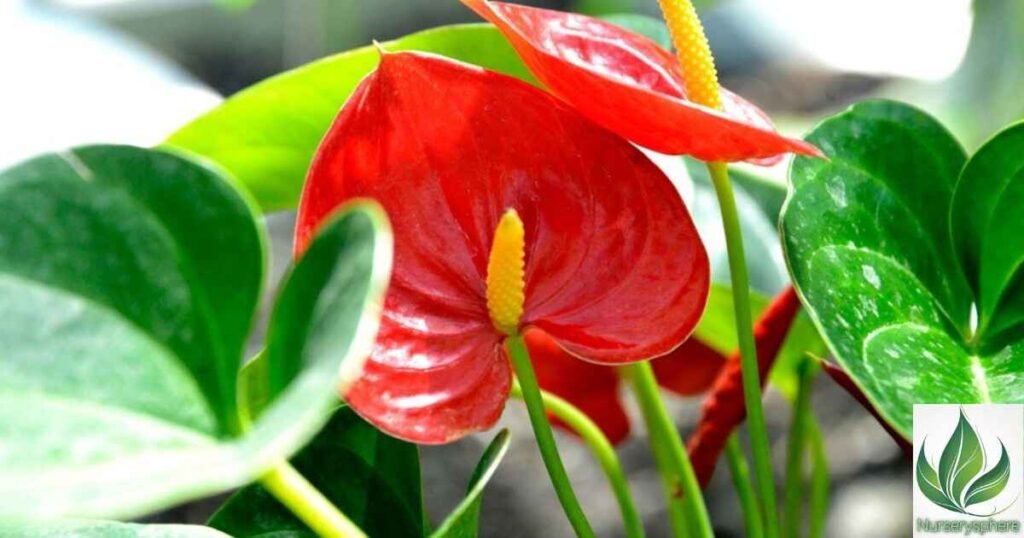 Why Anthurium Cobra Is a Must-Have for Plant Enthusiasts