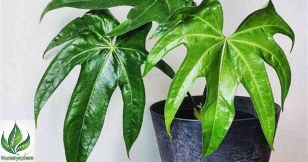 Why Anthurium Pedatoradiatum Stands Out: Key Features and Appearance