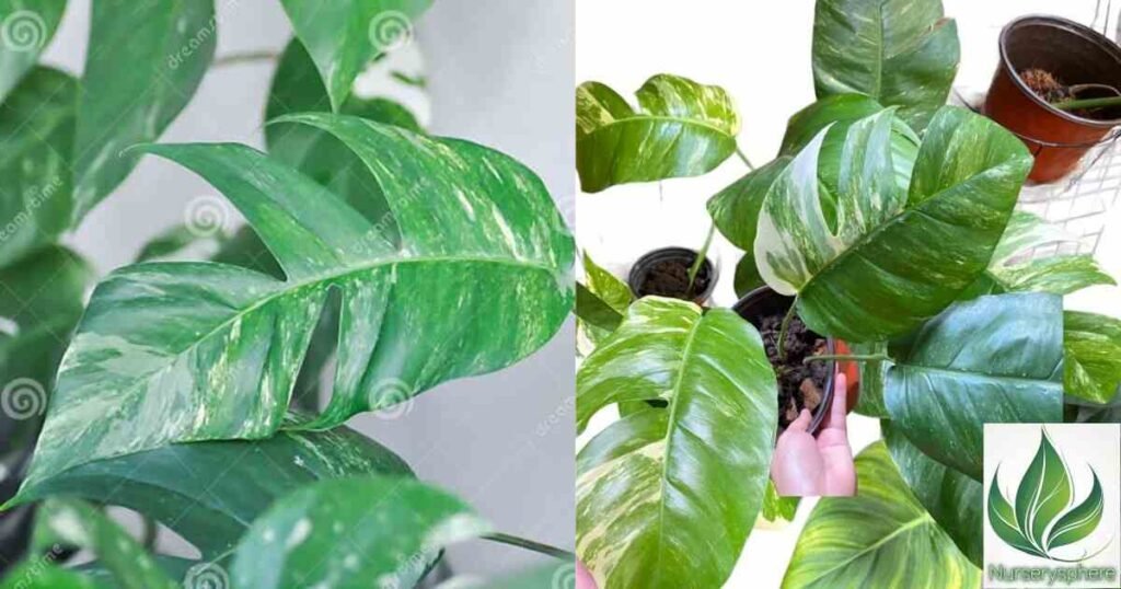 Why Epipremnum Albo Is a Must-Have for Plant Enthusiasts