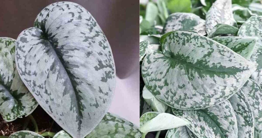 Why Scindapsus Silver Splash is a Must-Have Plant