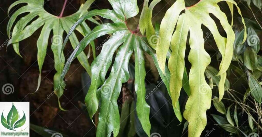 Yellow Leaves on Anthurium Pedatoradiatum: Causes and Fixes