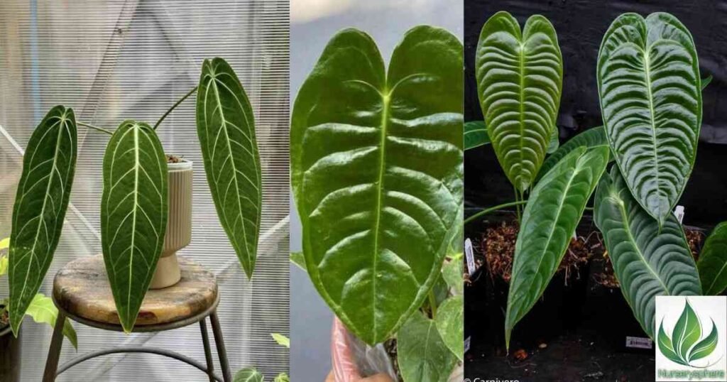 Anthurium veitchii: A Regal Presence in Your Indoor Jungle