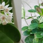 Australis Hoya A Beginner’s Guide to Growing and Caring for This Stunning Plant