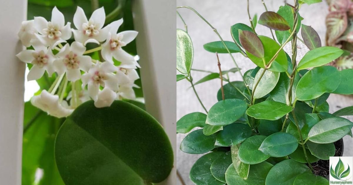 Australis Hoya A Beginner’s Guide to Growing and Caring for This Stunning Plant