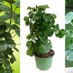 Balfour Aralia: The Ultimate Guide to Growing and Caring for This Stunning Houseplant