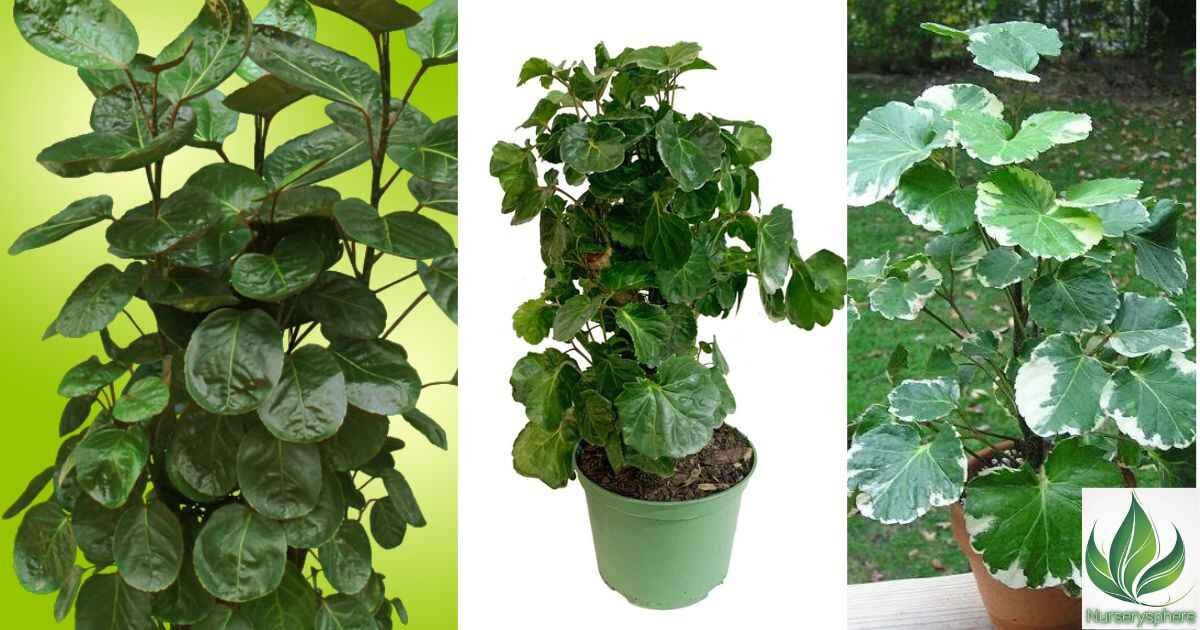 Balfour Aralia: The Ultimate Guide to Growing and Caring for This Stunning Houseplant