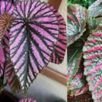 Begonia Brevirimosa: The Ultimate Guide to Growing and Caring for This Stunning Plant