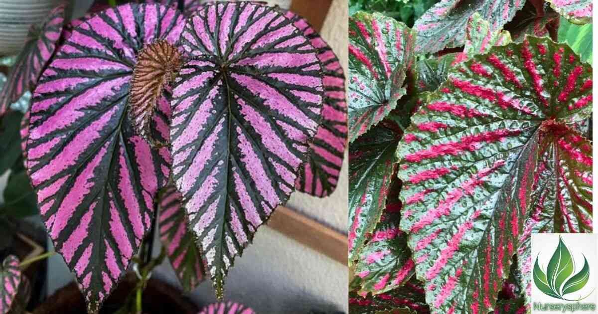 Begonia Brevirimosa: The Ultimate Guide to Growing and Caring for This Stunning Plant