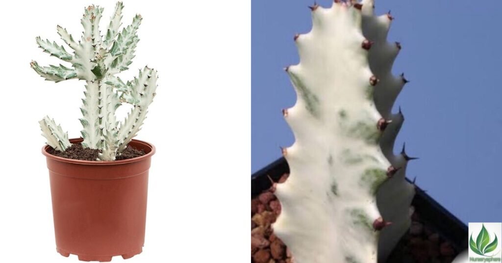 Caring for Euphorbia White Ghost Tips to Keep Your Plant Healthy and Thriving