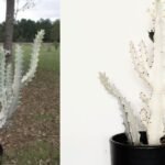 Euphorbia White Ghost