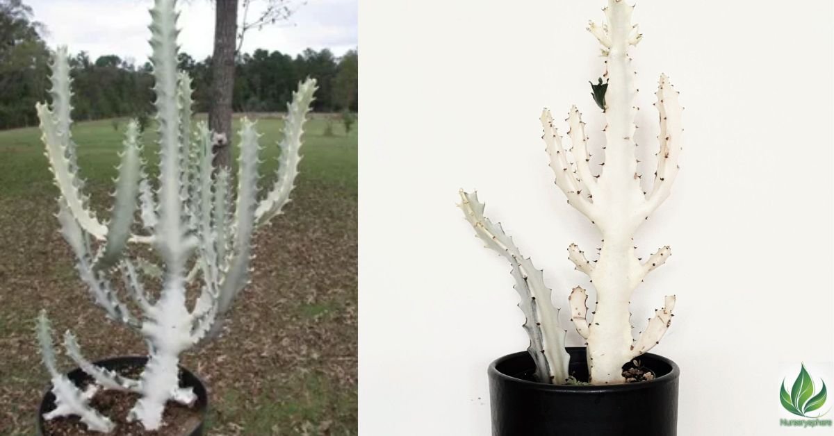 Euphorbia White Ghost