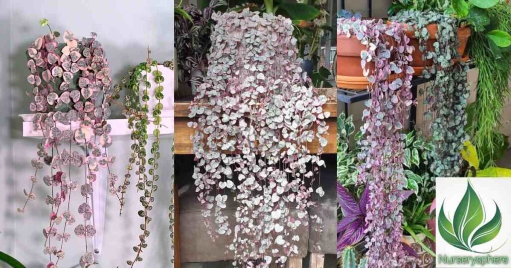 Hanging Planters: Showcasing Its Trailing Beauty