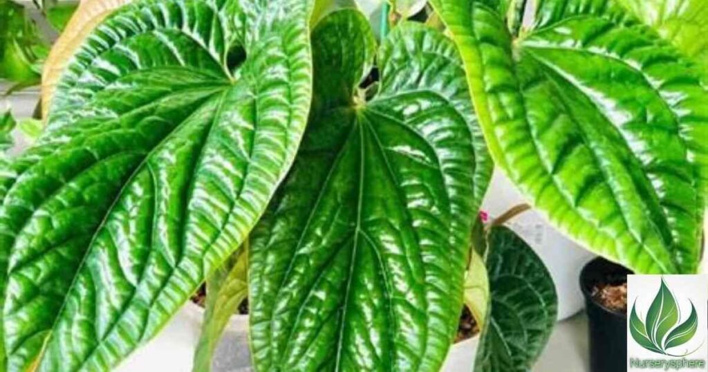 How Anthurium Radicans Differs from Other Anthurium Varieties