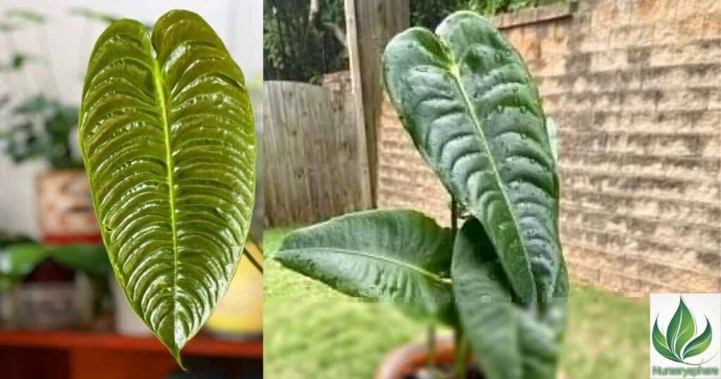 Key Characteristics: What Makes Anthurium veitchii Unique?