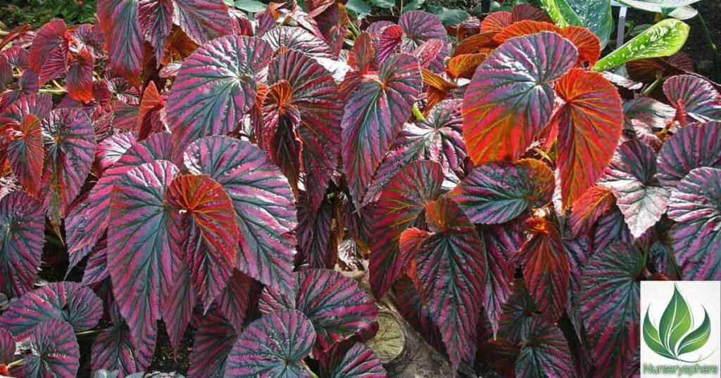 Origins and Natural Habitat of Begonia brevirimosa