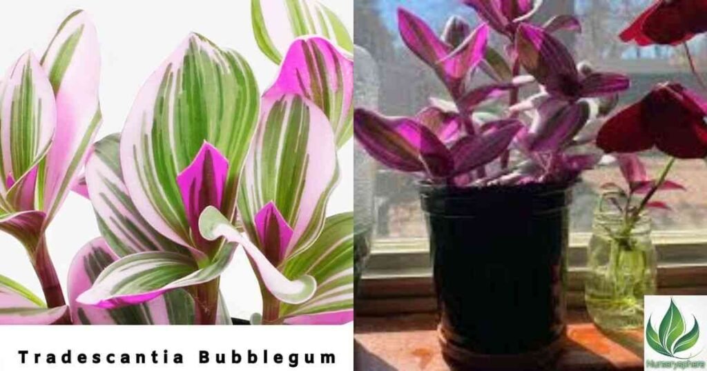 The Origins of the Bubble Gum Plant: Where Does It Come From?