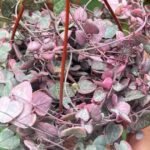 The Ultimate Guide to Growing and Caring for Variegated String of Hearts