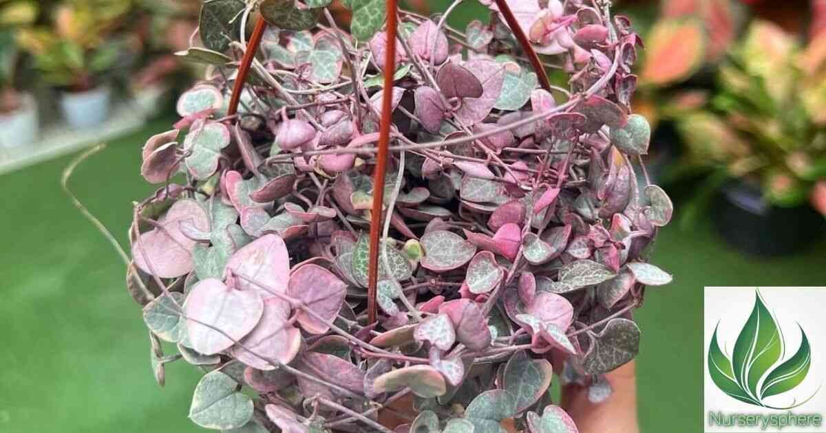 The Ultimate Guide to Growing and Caring for Variegated String of Hearts