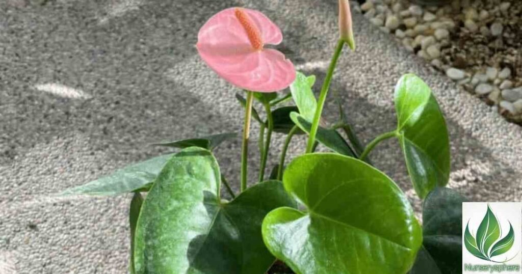 Watering Anthurium Radicans: Finding the Perfect Balance