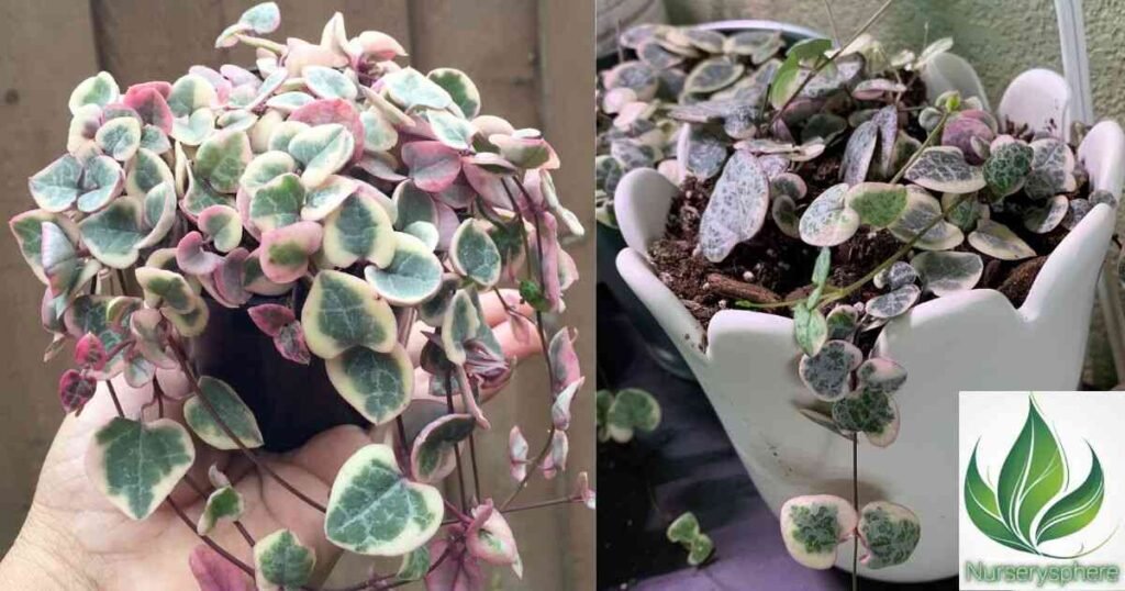 What Is a Variegated String of Hearts?